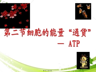 教学课件 第五章第二节细胞的能量通货-ATP
