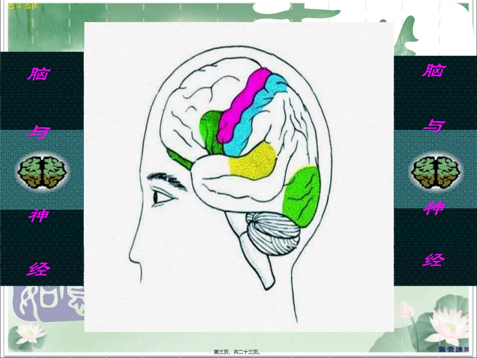 《脑与神经》五年级下册科学公开课适用课件_第3页