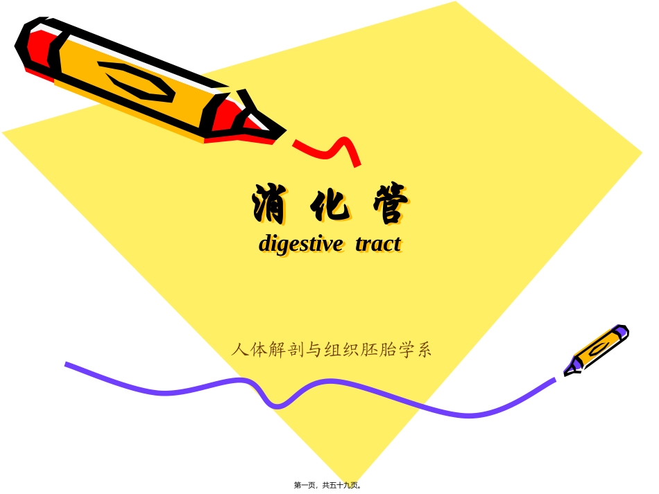 教学课件  人体解剖与组织胚胎学系 消化管组织学_第1页