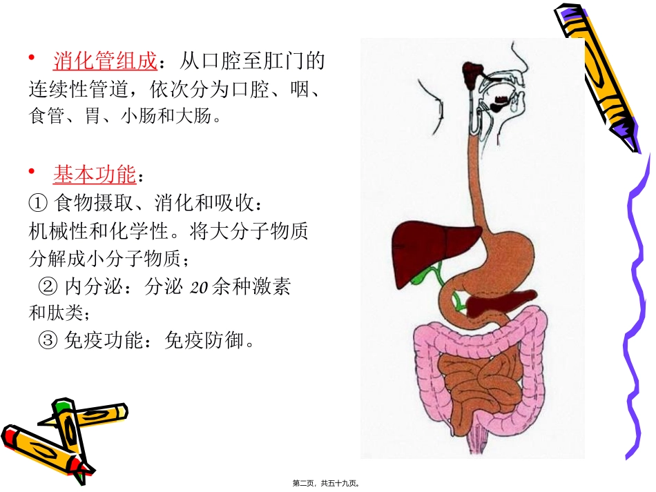 教学课件  人体解剖与组织胚胎学系 消化管组织学_第2页