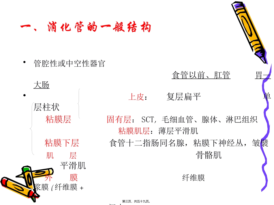 教学课件  人体解剖与组织胚胎学系 消化管组织学_第3页