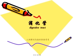 教学课件  人体解剖与组织胚胎学系 消化管组织学