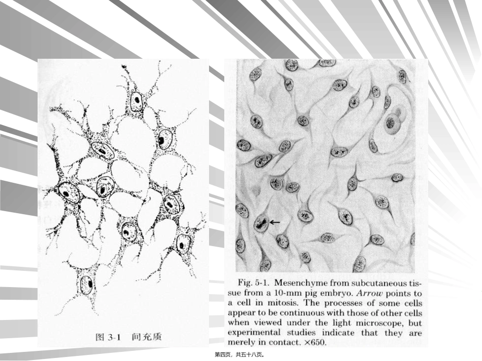 教学课件 第三章-结缔组织_第3页