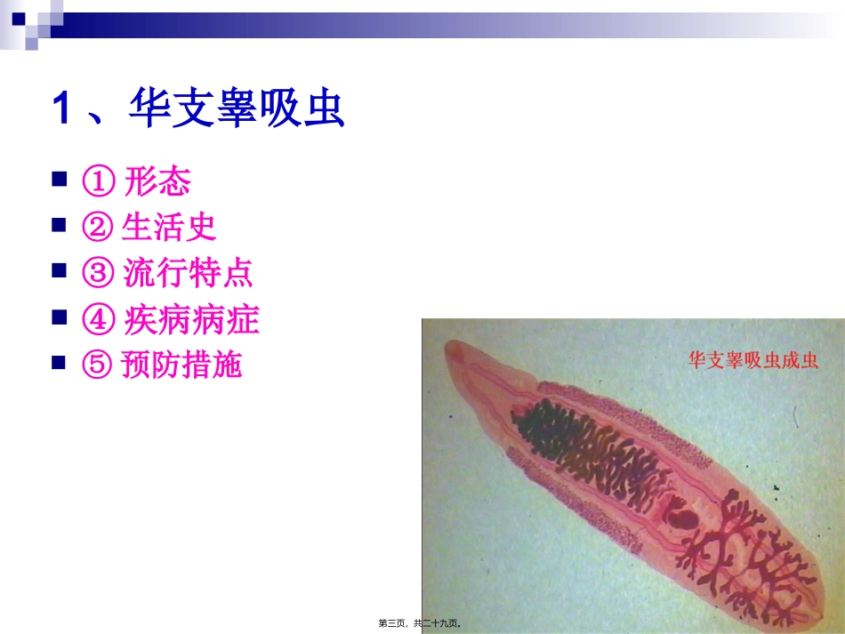 《烹饪营养与卫生》食源性寄生虫病及其控制 烹饪管理系 教学课件_第3页