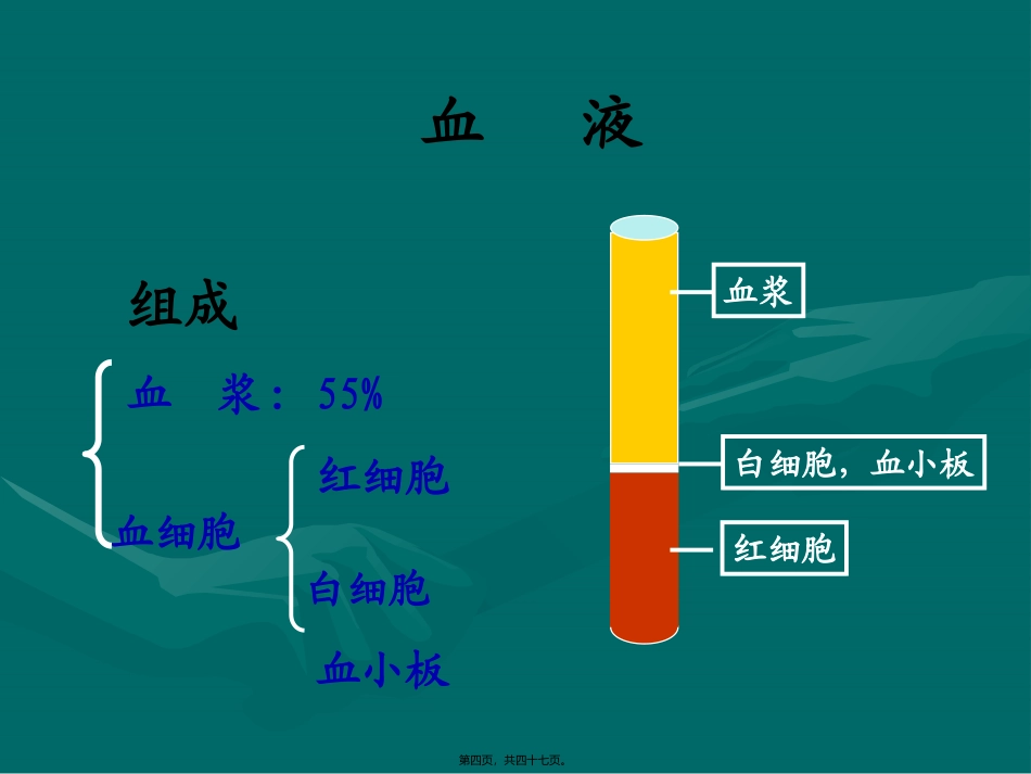 结缔组织第五章：血液和淋巴 医学课件_第3页