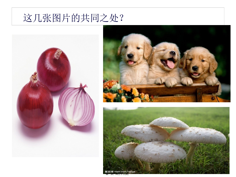 《生命活动的基本单位—细胞》教学课件_第1页