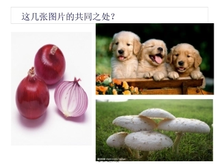 《生命活动的基本单位—细胞》教学课件
