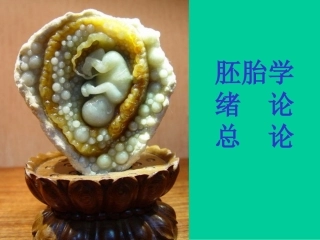 胚胎学绪论总论 教学课件