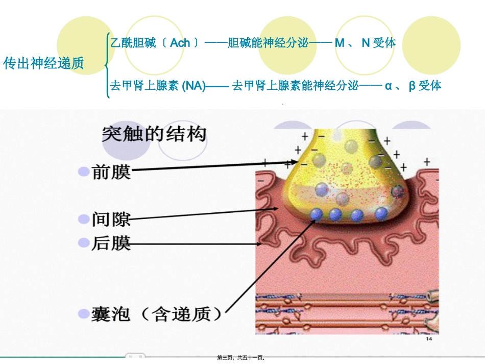 培训课件 传出神经系统药汇总_第3页