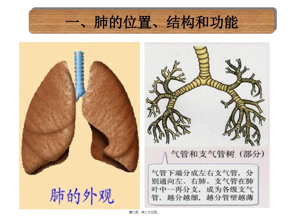 培训讲座课件 发生在肺内的气体交换_第2页