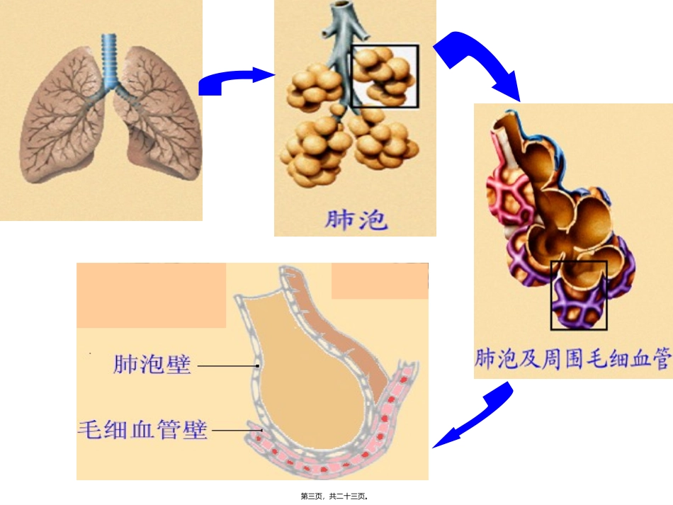 培训讲座课件 发生在肺内的气体交换_第3页