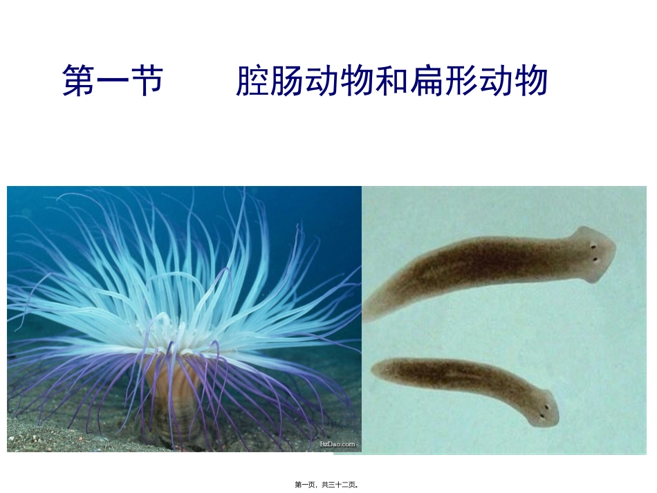 腔肠动物和扁形动物(31张PPT)教学课件_第1页