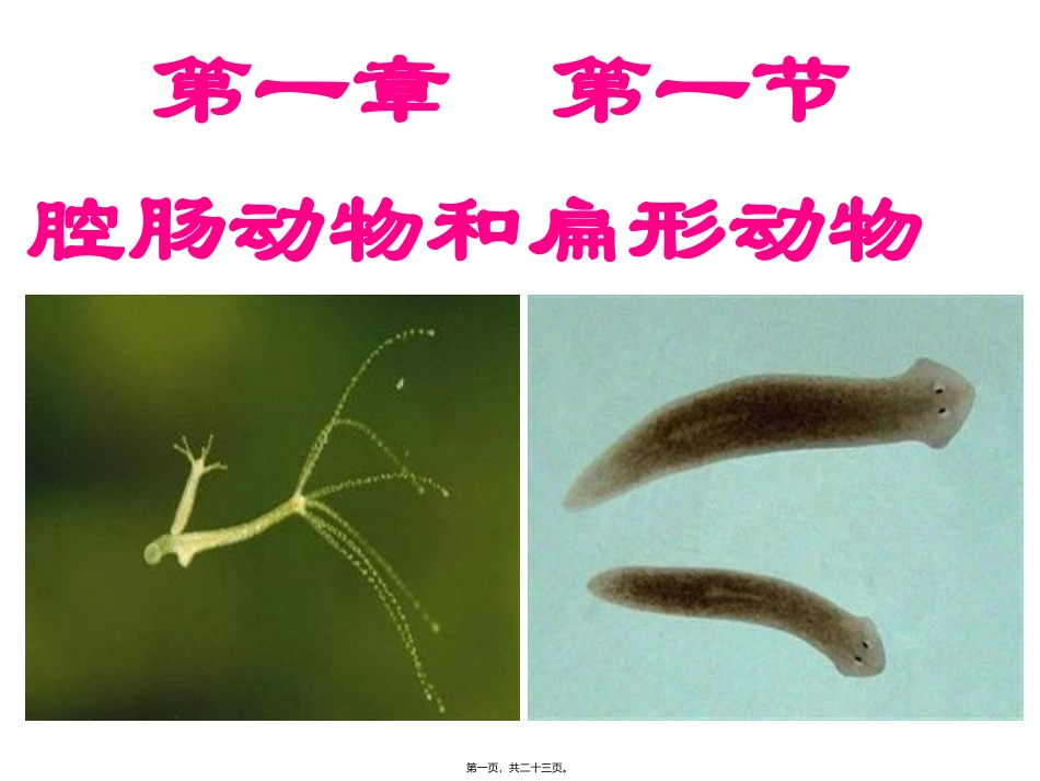 腔肠动物和扁形动物(共22张PPT) 医学教学课件_第1页