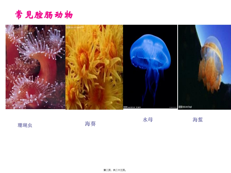 腔肠动物和扁形动物(共22张PPT) 医学教学课件_第2页