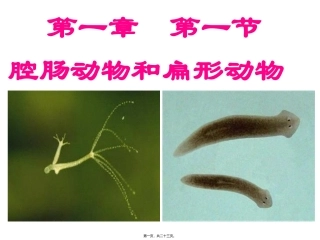 腔肠动物和扁形动物(共22张PPT) 医学教学课件