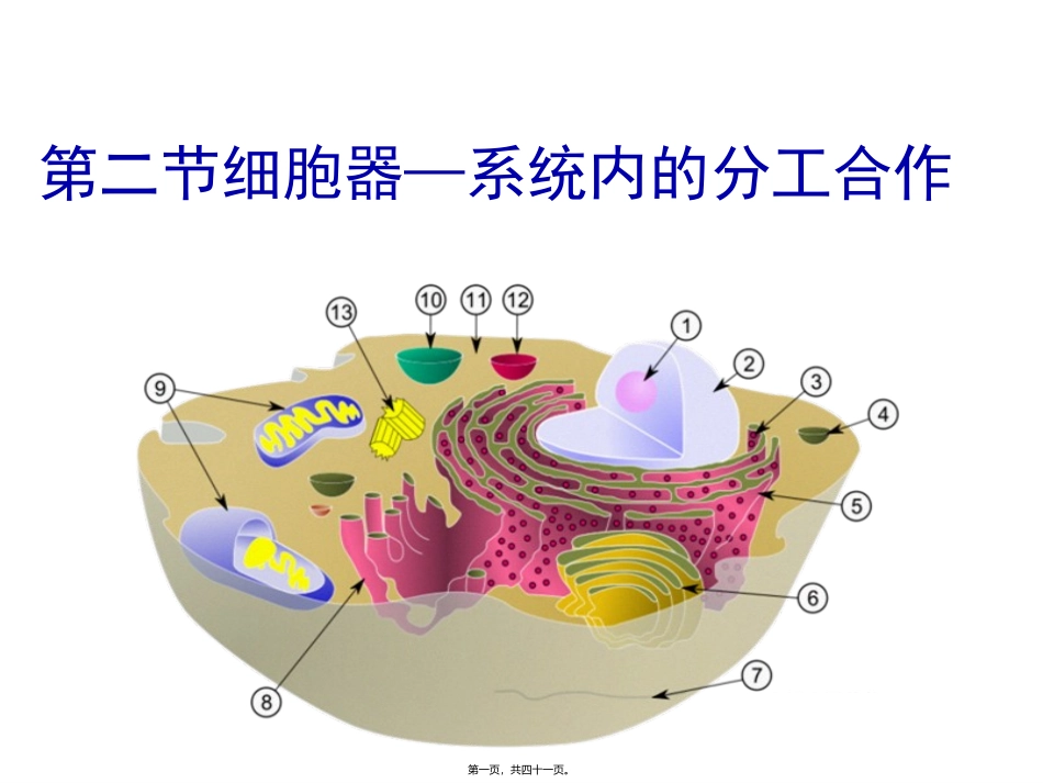 《细胞器——系统内的分工合作》教学课件_第1页