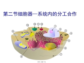 《细胞器——系统内的分工合作》教学课件