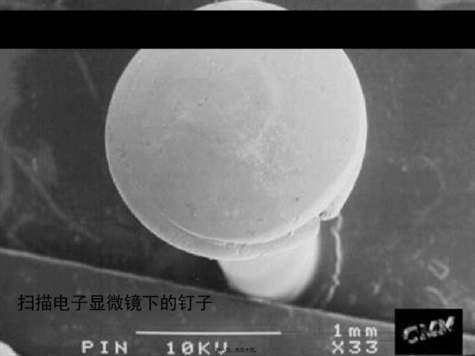 《细菌》扫描电子显微镜下的钉子生物课程教学课件_第1页