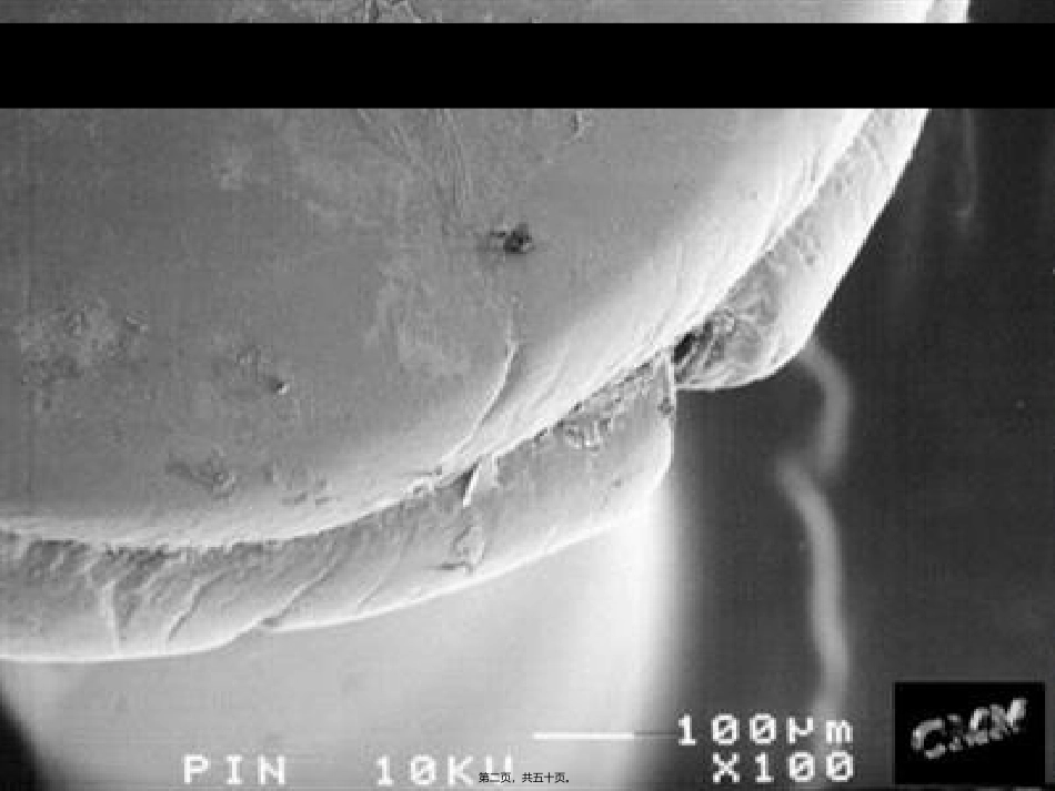 《细菌》扫描电子显微镜下的钉子生物课程教学课件_第2页