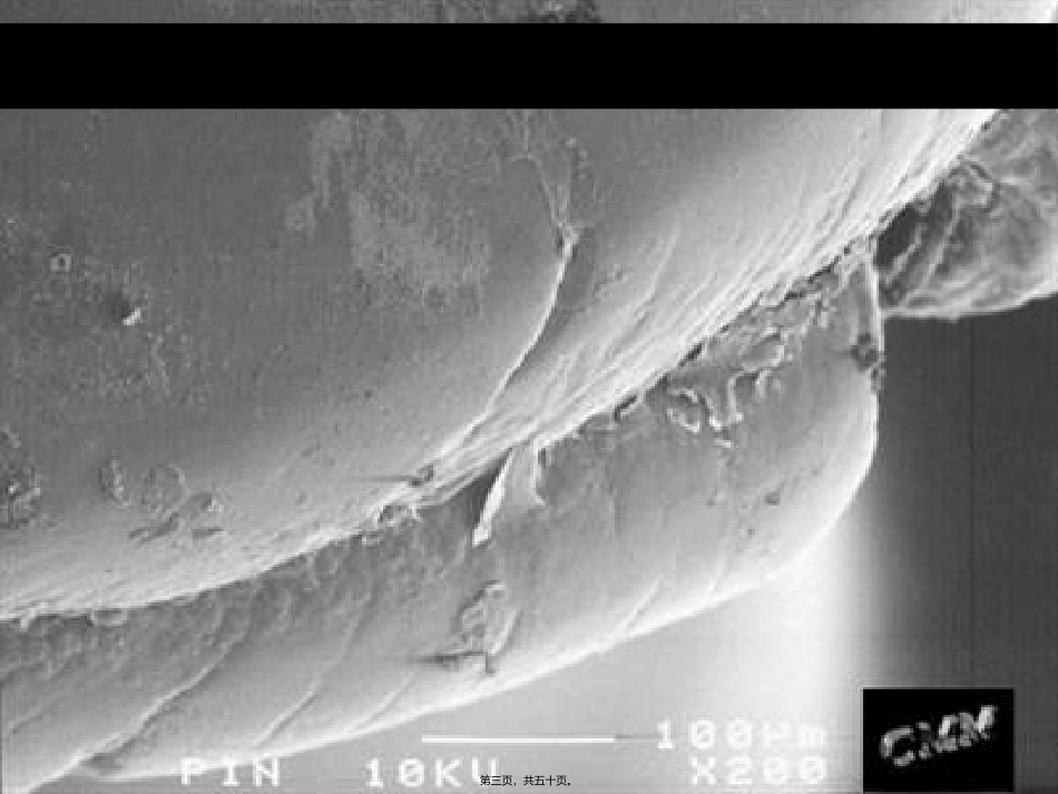 《细菌》扫描电子显微镜下的钉子生物课程教学课件_第3页