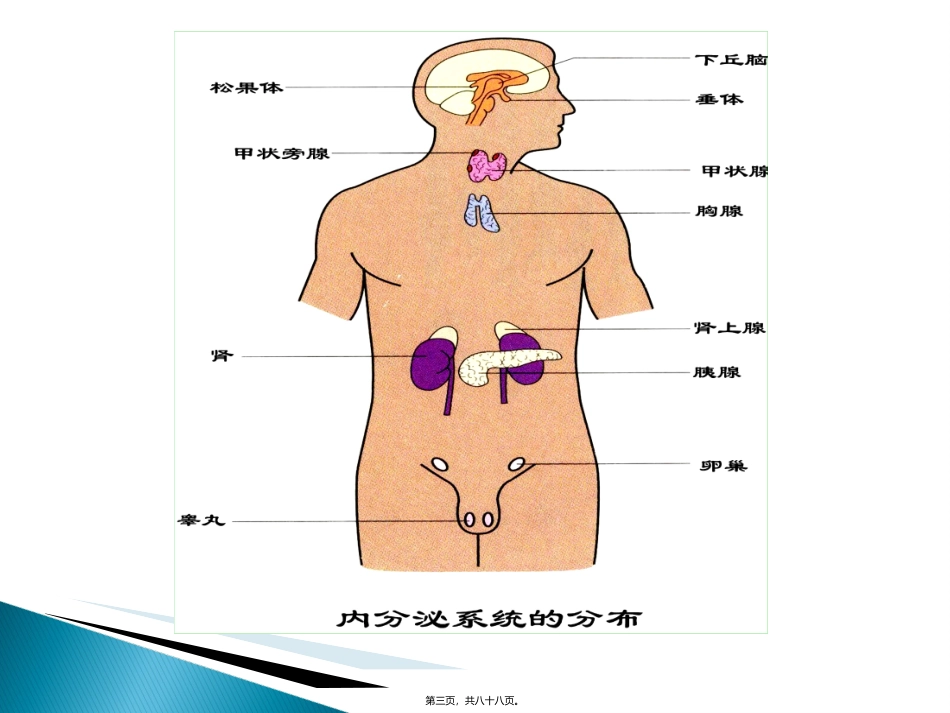 7.-内分泌_第3页