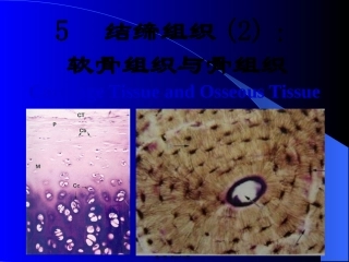 软骨组织与骨组织 讲座课件