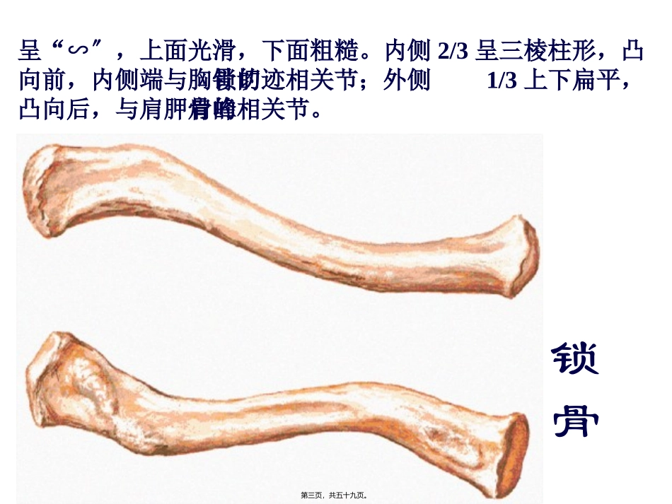 上肢骨及其连结下肢骨及其连结 医学教学课件_第3页