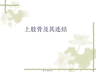 上肢骨及其连结下肢骨及其连结 医学教学课件