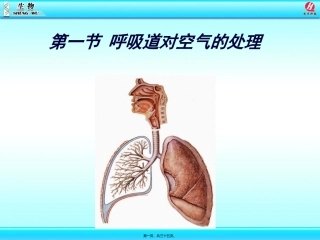 likun呼吸道对空气的处理(1)