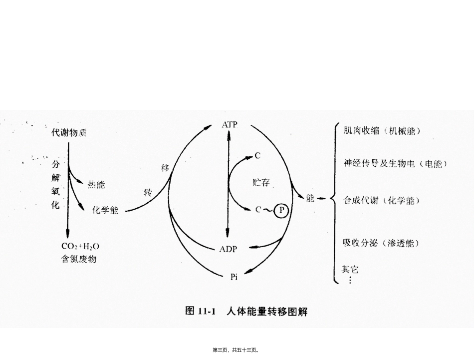 生命活动需要能量 培训课件_第3页