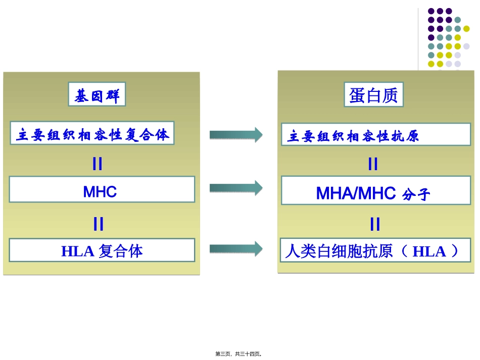 7-2-主要组织相容性复合体及其分子-免疫学_第3页