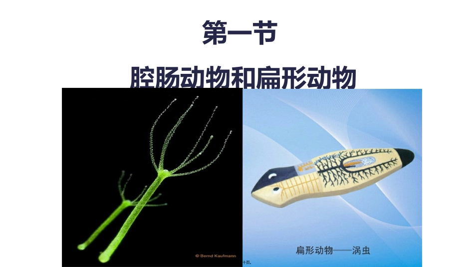 生物教学课件  腔肠动物和扁形动物_第1页