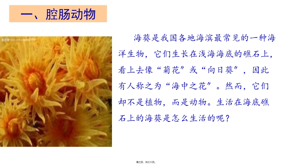 生物教学课件  腔肠动物和扁形动物_第3页
