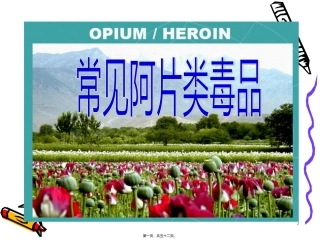 7-常见阿片类毒品