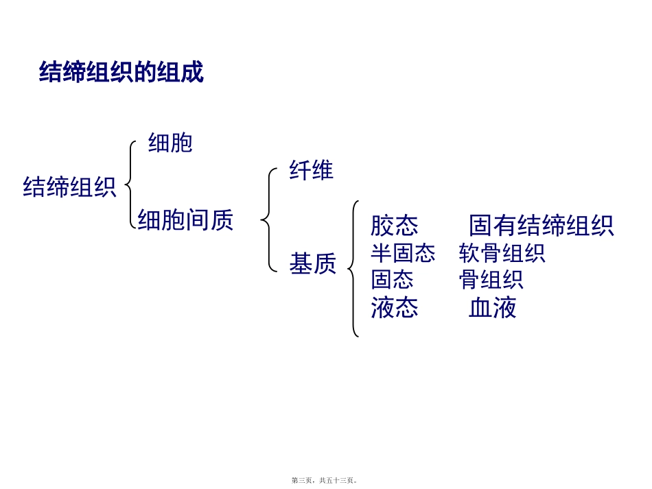 生物教学课件  动物组织胚胎学课程固有结缔组织_第3页