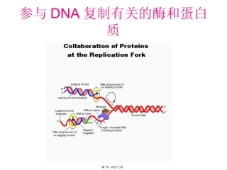 生物教学课件 参与DNA复制有关的酶和蛋白质