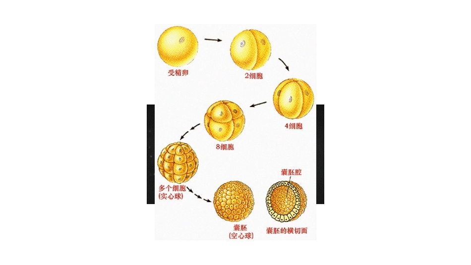 生物教学课件 细胞分化形成组织_第2页