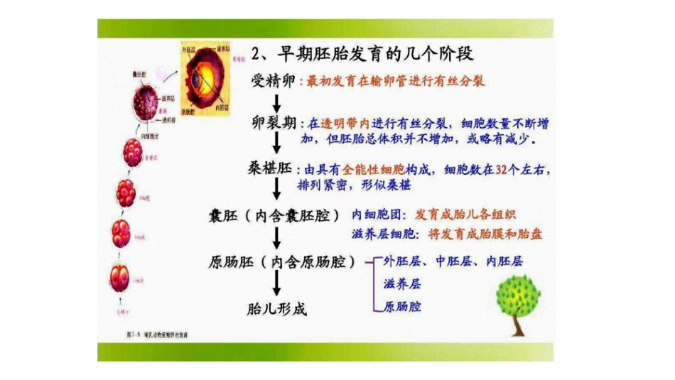 生物教学课件 细胞分化形成组织_第3页
