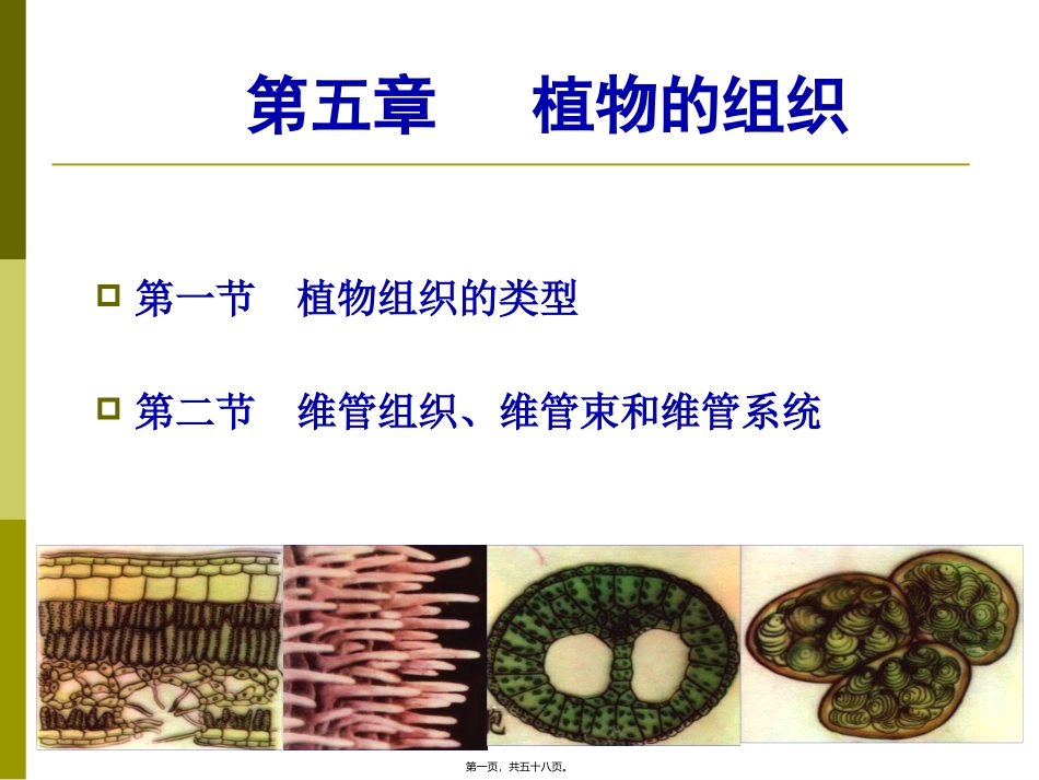 生物课程教学课件 第五章-植物的组织_第1页