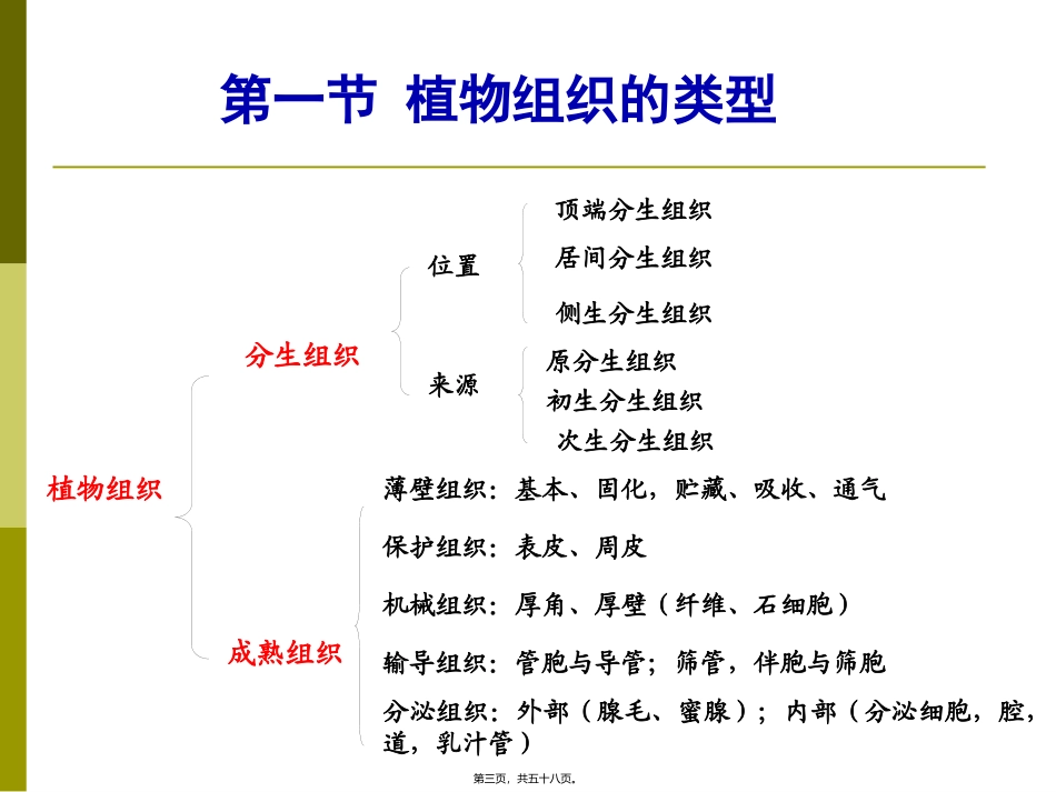 生物课程教学课件 第五章-植物的组织_第3页
