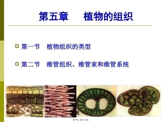 生物课程教学课件 第五章-植物的组织