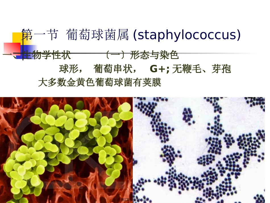 7第十五章化脓性细菌_第3页