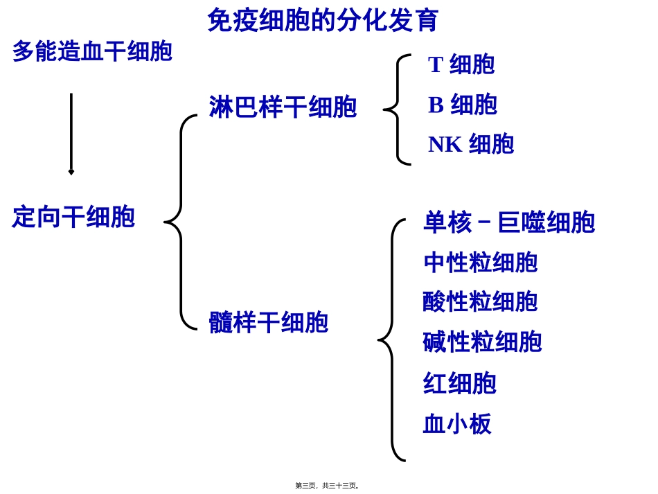 【免疫】2.T与B细胞 讲座课件_第3页