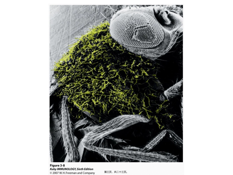 toll-样受体-讲座_第3页