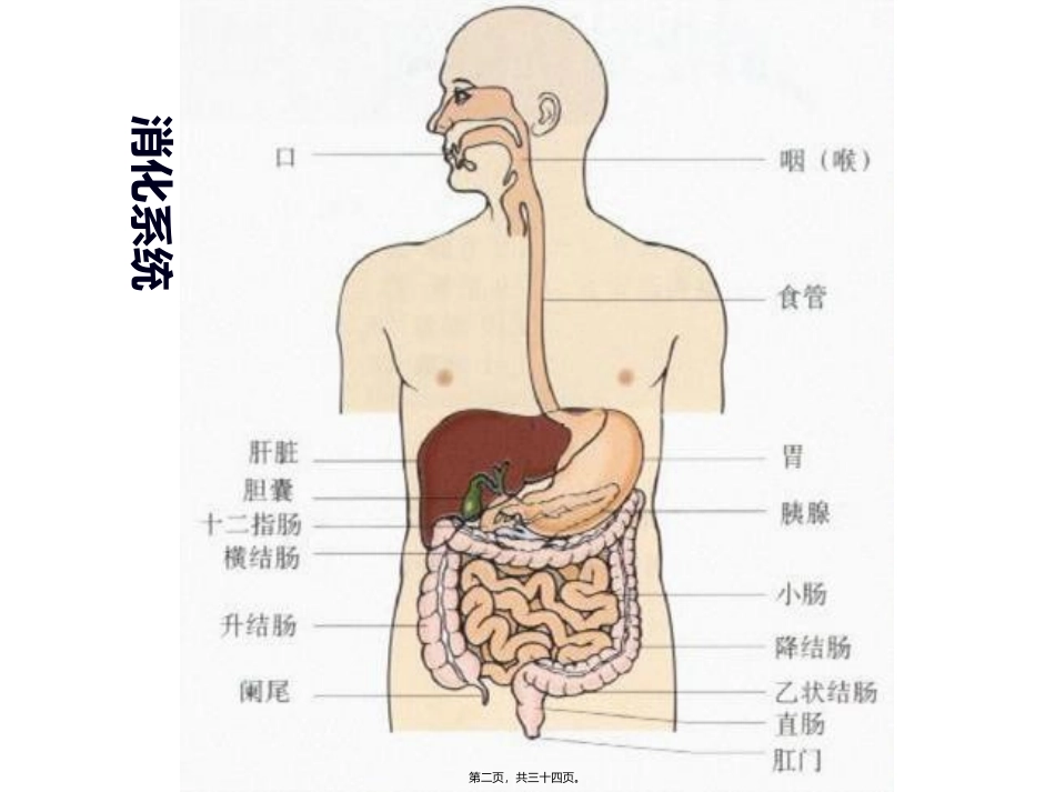 丙谷胺胃泌素受体阻断药三_第2页