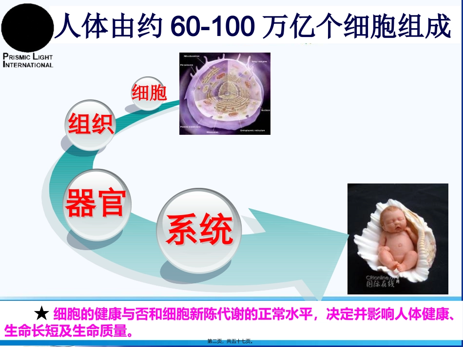 【顺势细胞食物六高版本】讲稿教学课件_第2页