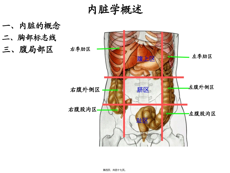 消化管(厦门医高专)医学教学课件_第3页