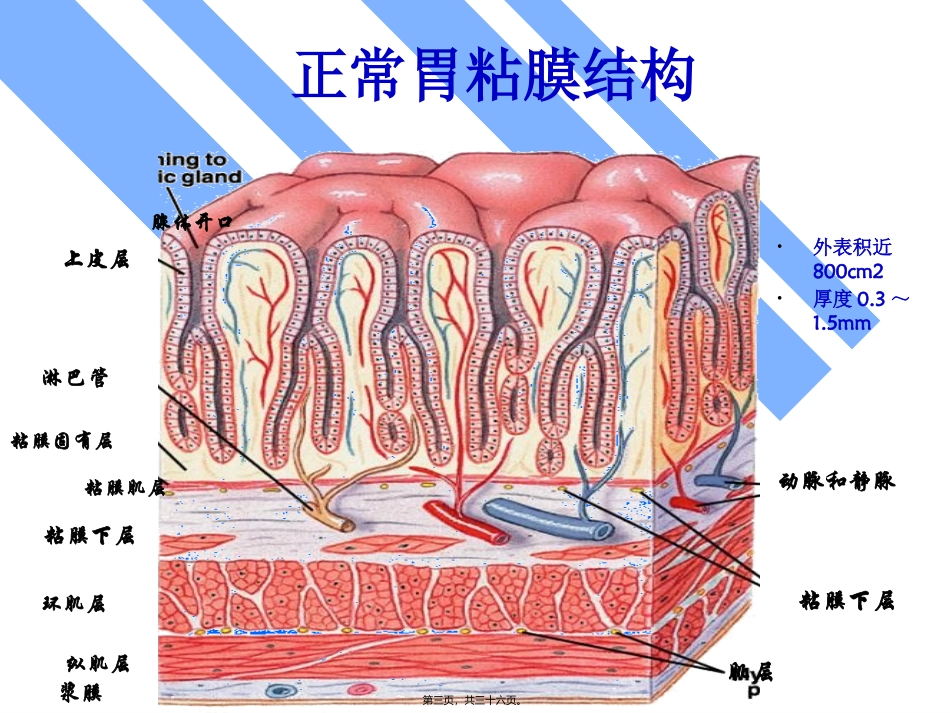 【药健康】浅述胃粘膜防御因子在消化性溃疡中的作用_第3页
