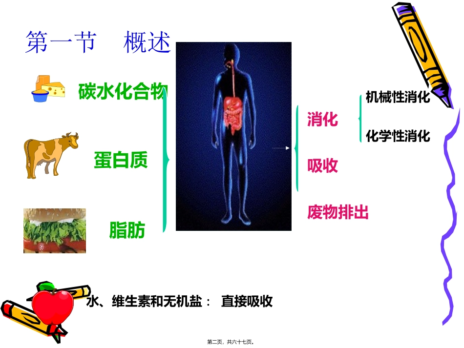 消化与吸收医学教学课件_第2页