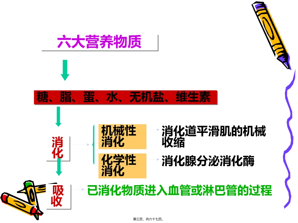 消化与吸收医学教学课件_第3页